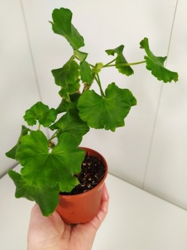 Пеларгония Fee Cerise Polina 01112020